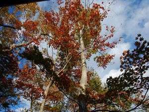 紅葉が里に向かって降りてきていますよ。