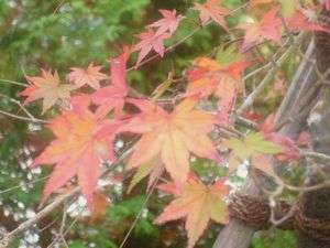周りの紅葉は今ピーク！今週末が見納めでしょうか。