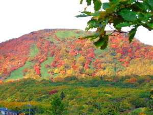 今年の紅葉は早そうですよ！